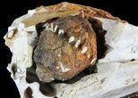 Fossil Crinoid Calyx's ( Species) - Burlington Formation, Missouri #68361-4